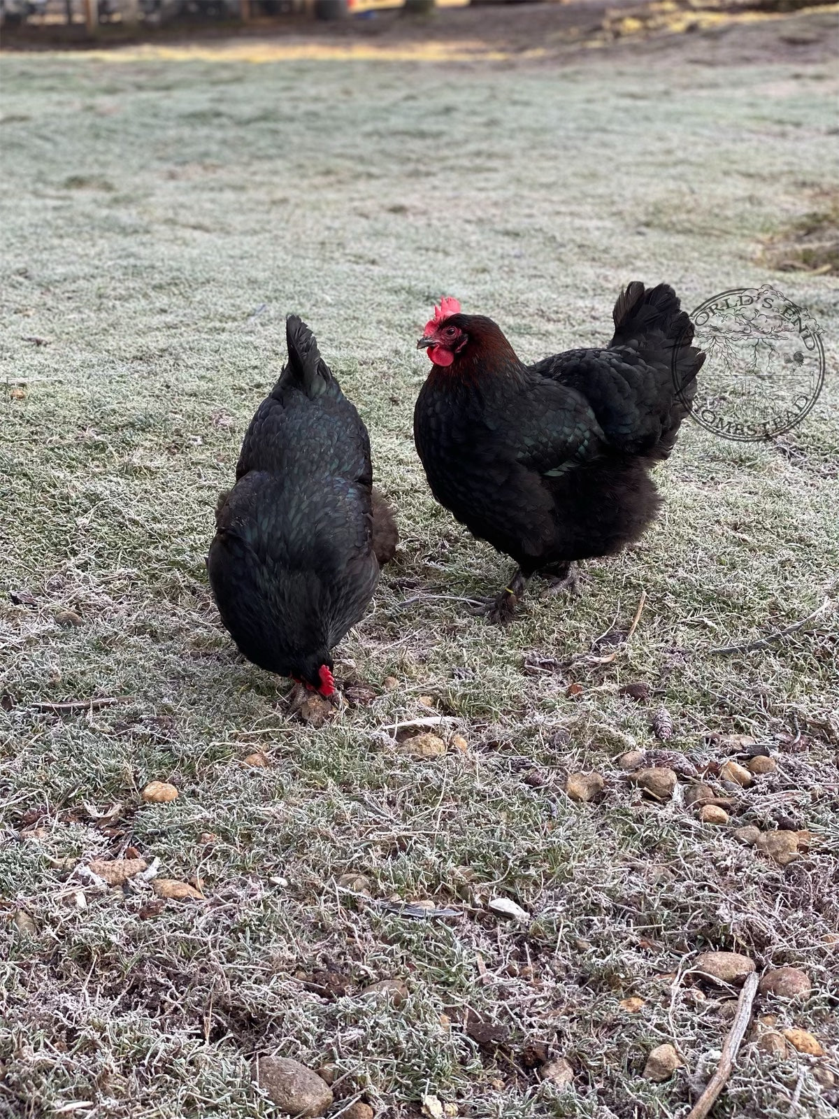 Black Copper Marans