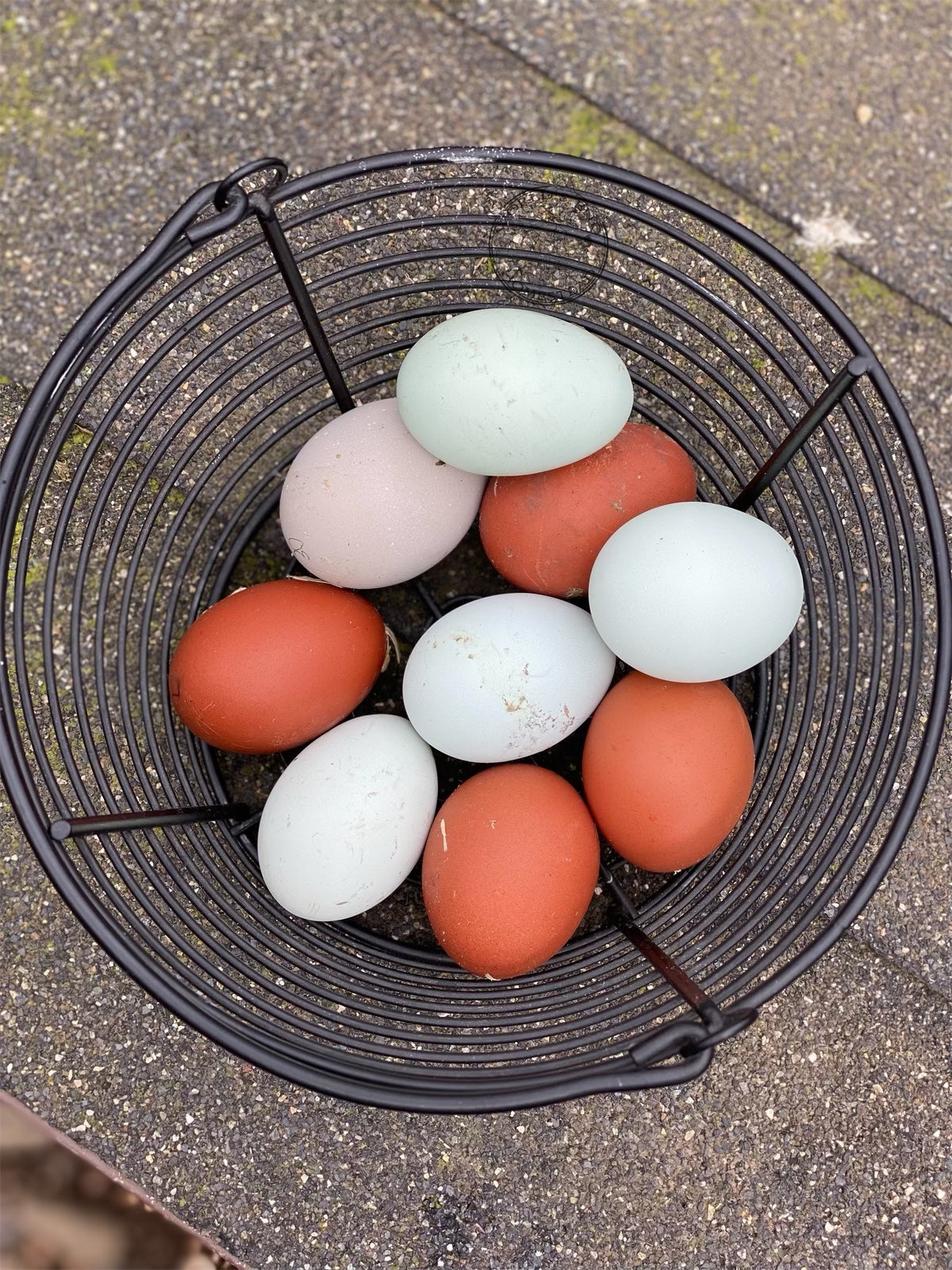 Black Copper Marans