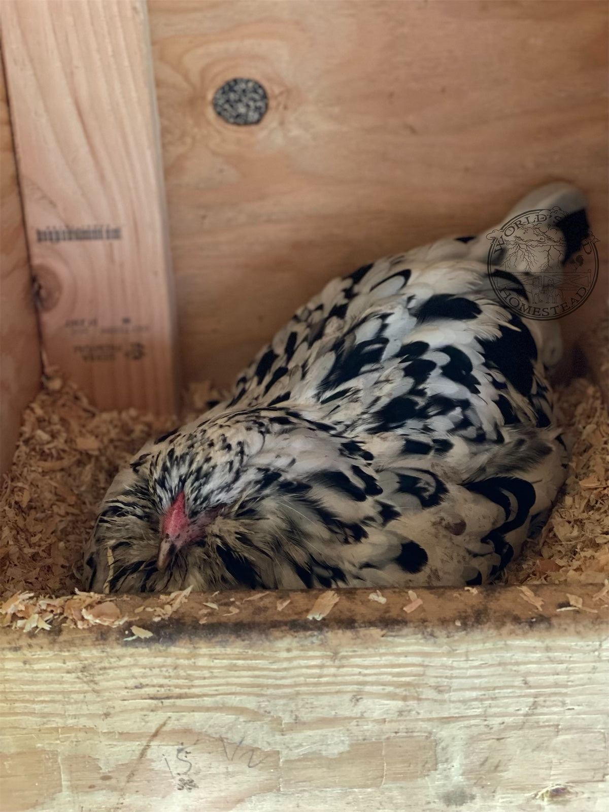 Ermine Ameraucana