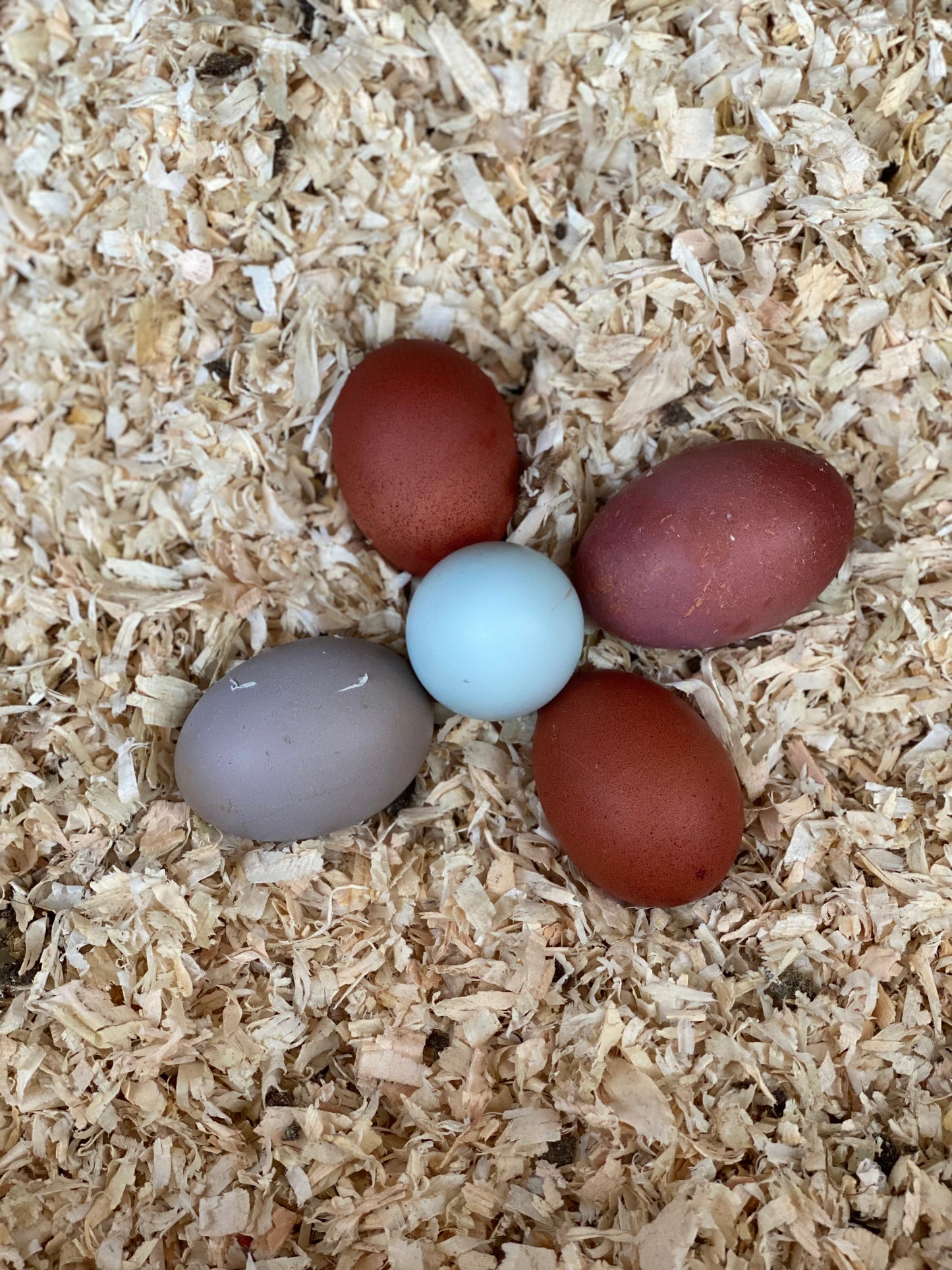 Black Copper Marans