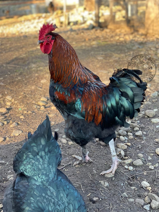 Black Copper Marans