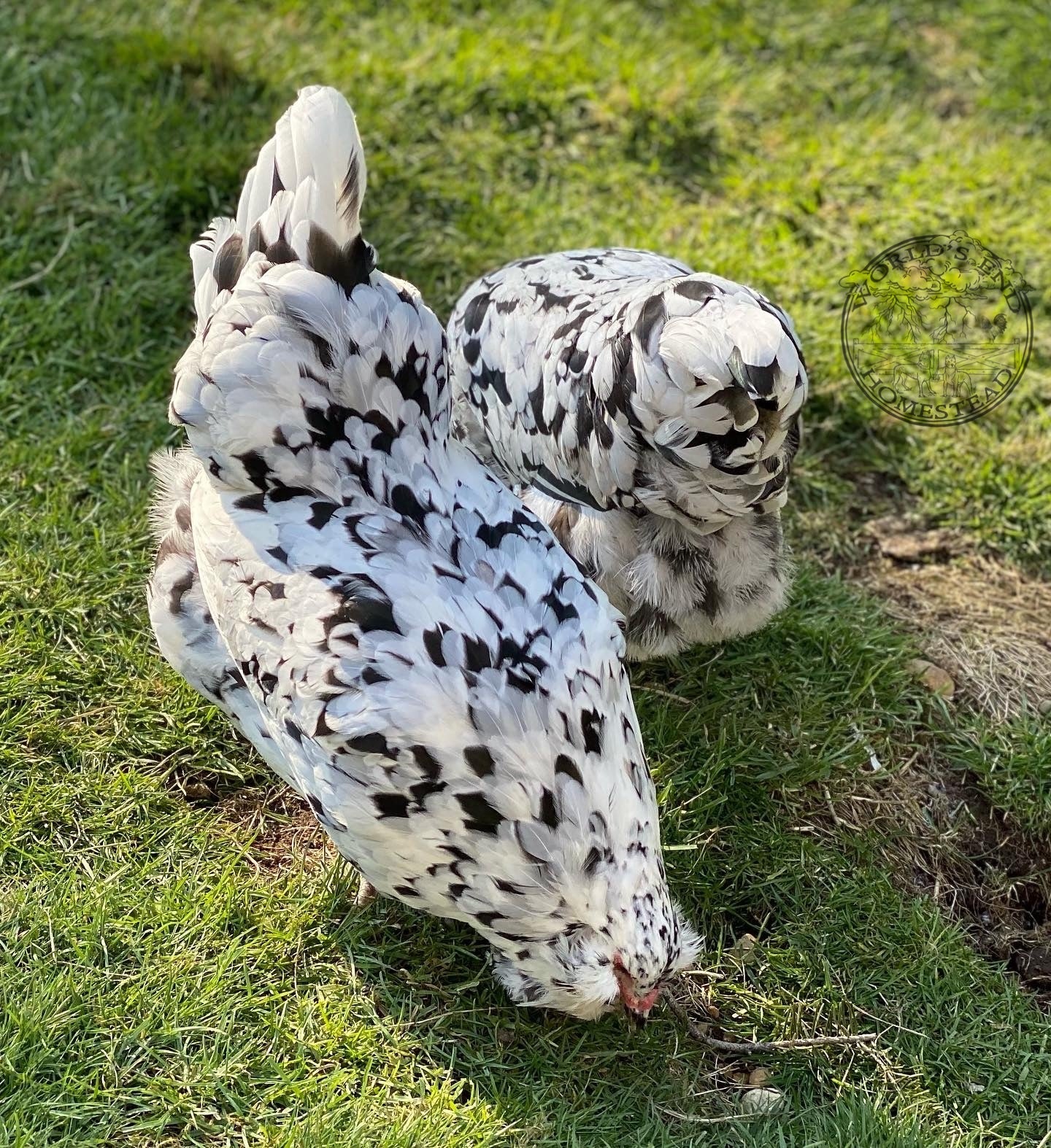 Ermine Ameraucana