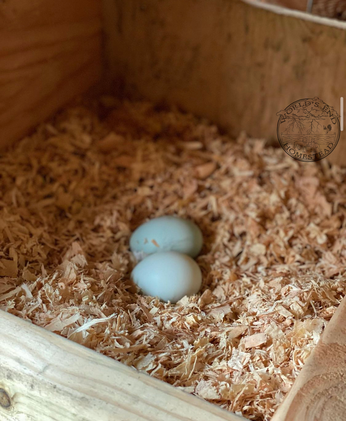 Ermine Ameraucana