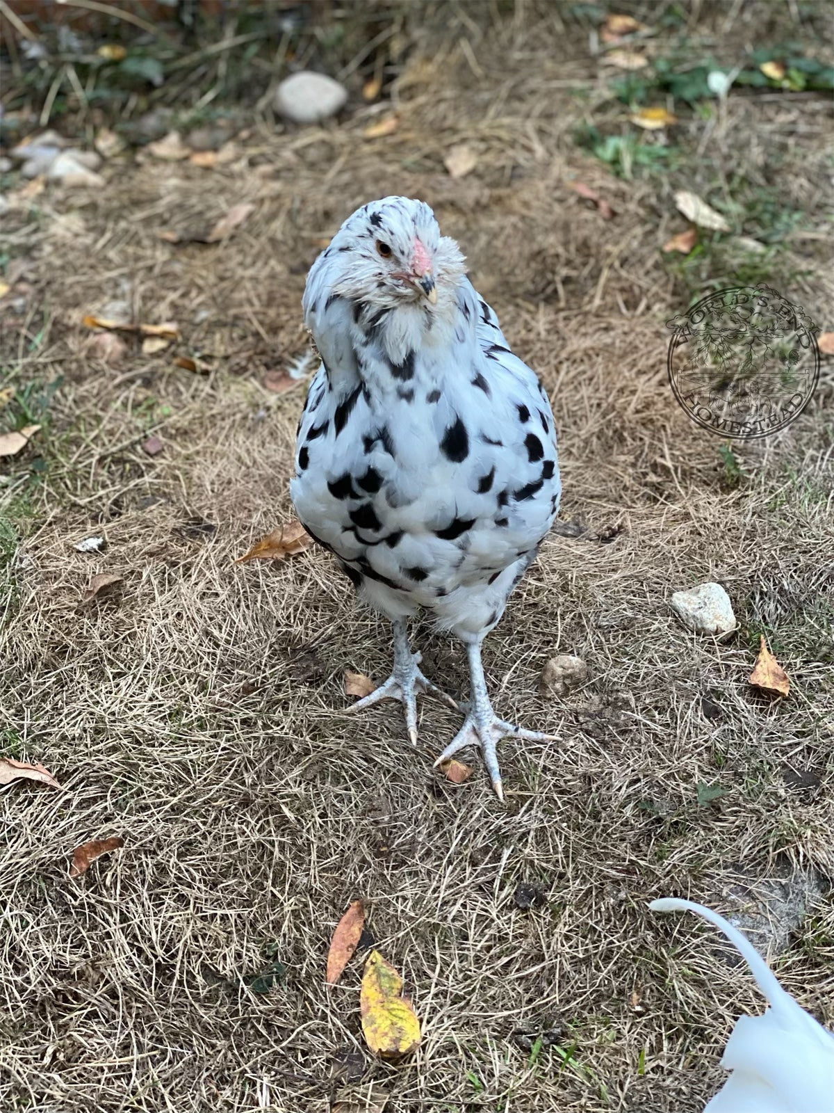 Ermine Ameraucana