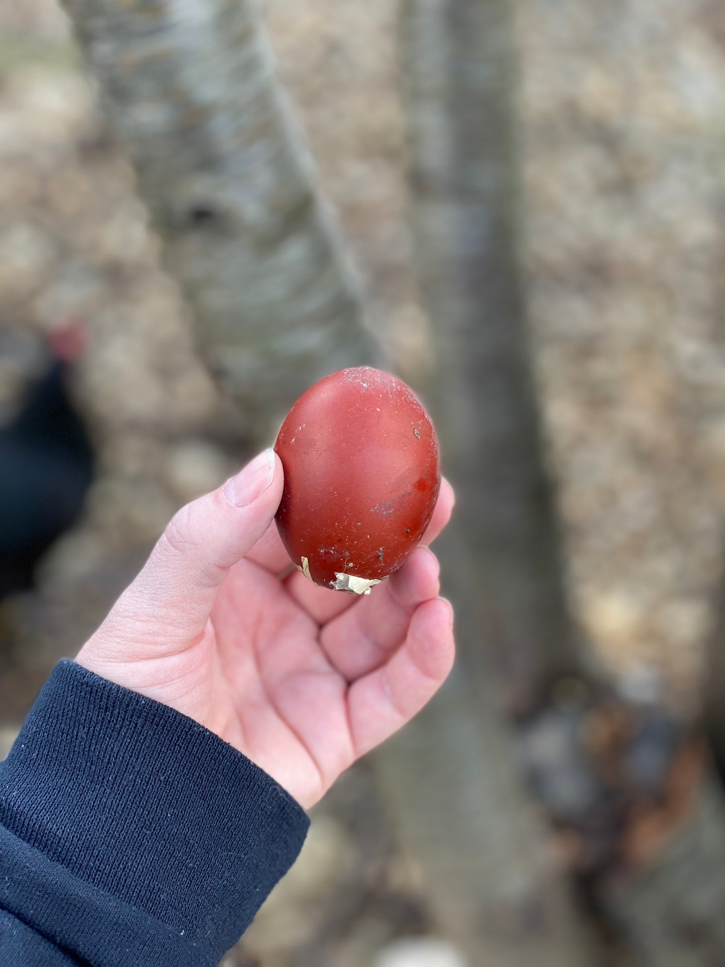 Black Copper Marans