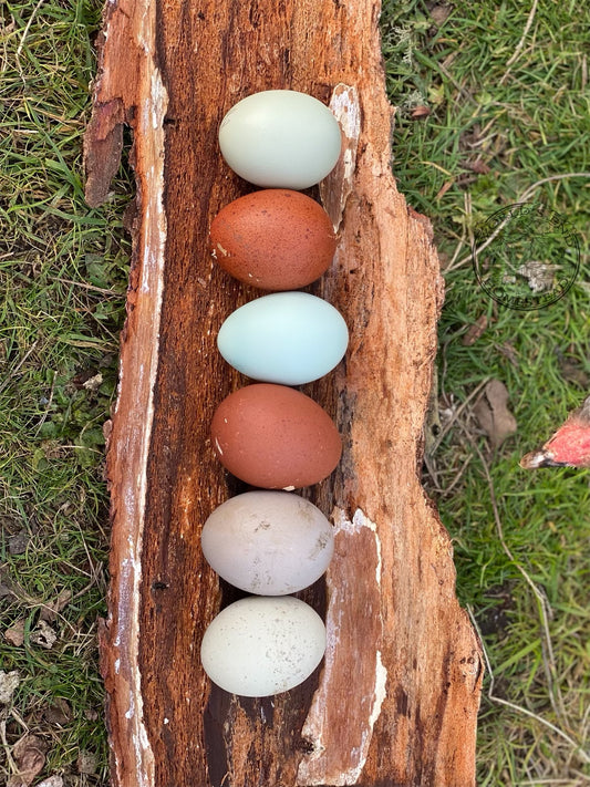 Hen's Speciality - Dozen Eggs