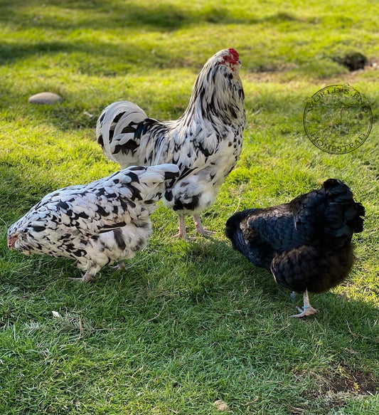 Ermine Ameraucana