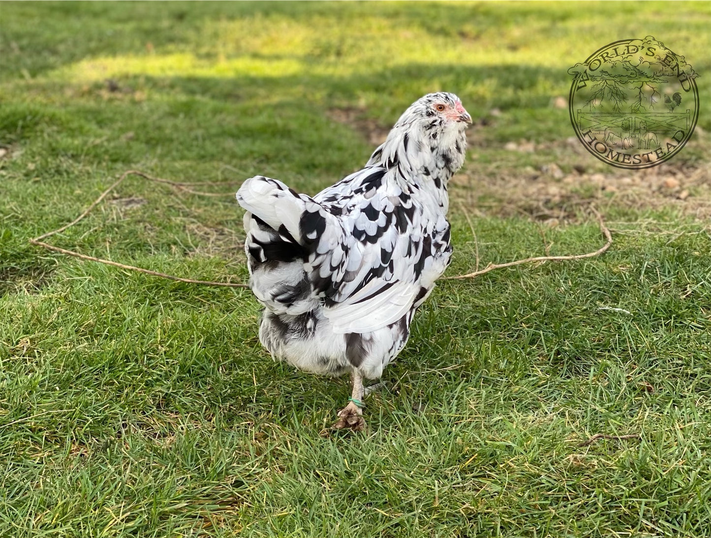 Ermine Ameraucana