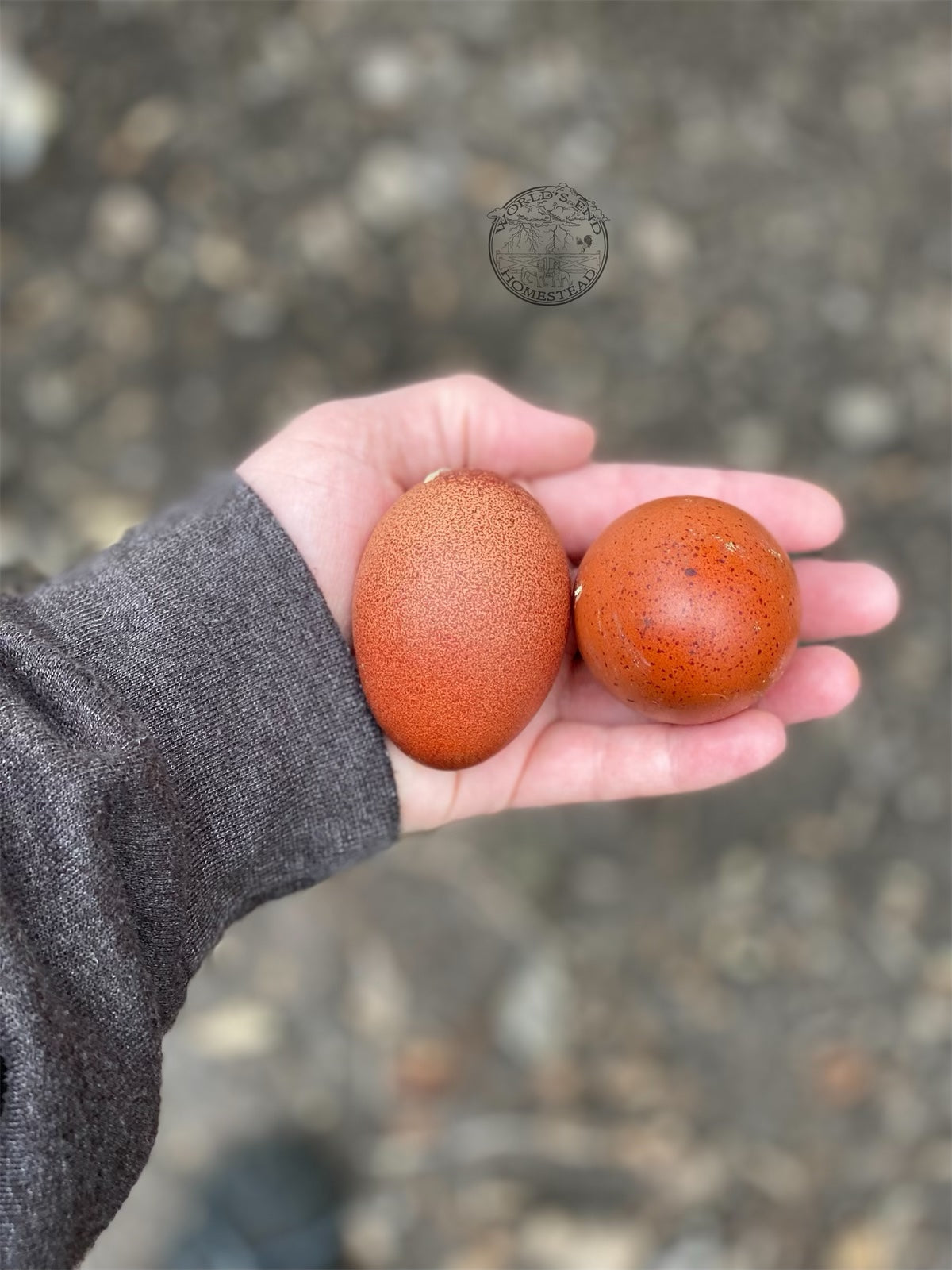 Black Copper Marans