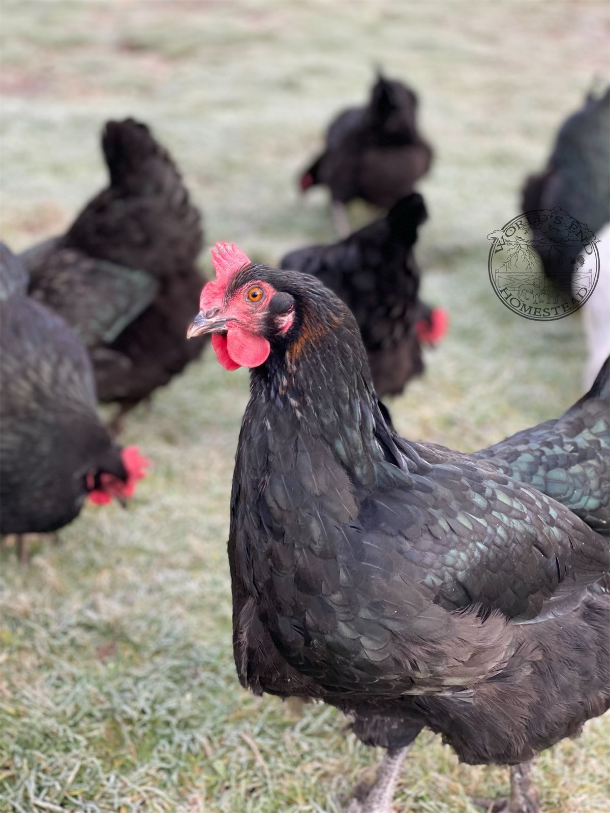 Black Copper Marans