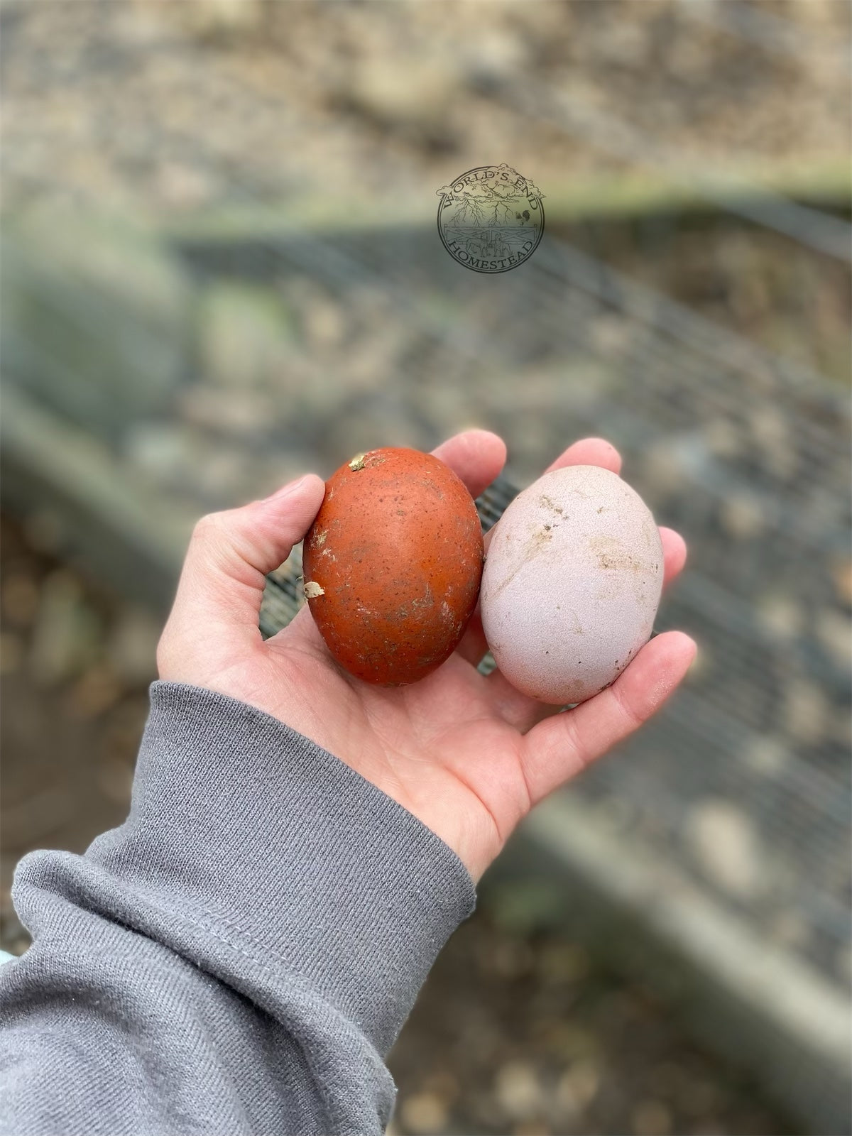 Black Copper Marans