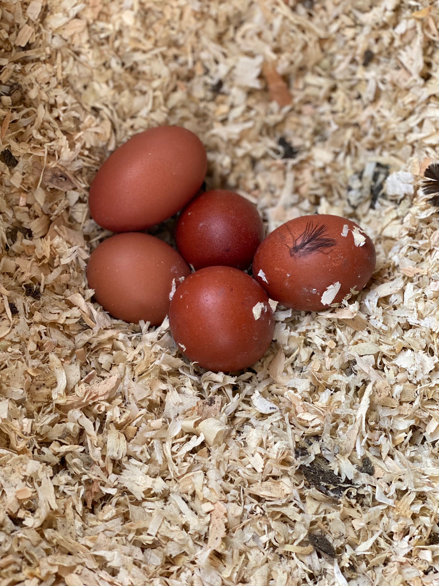 Black Copper Marans