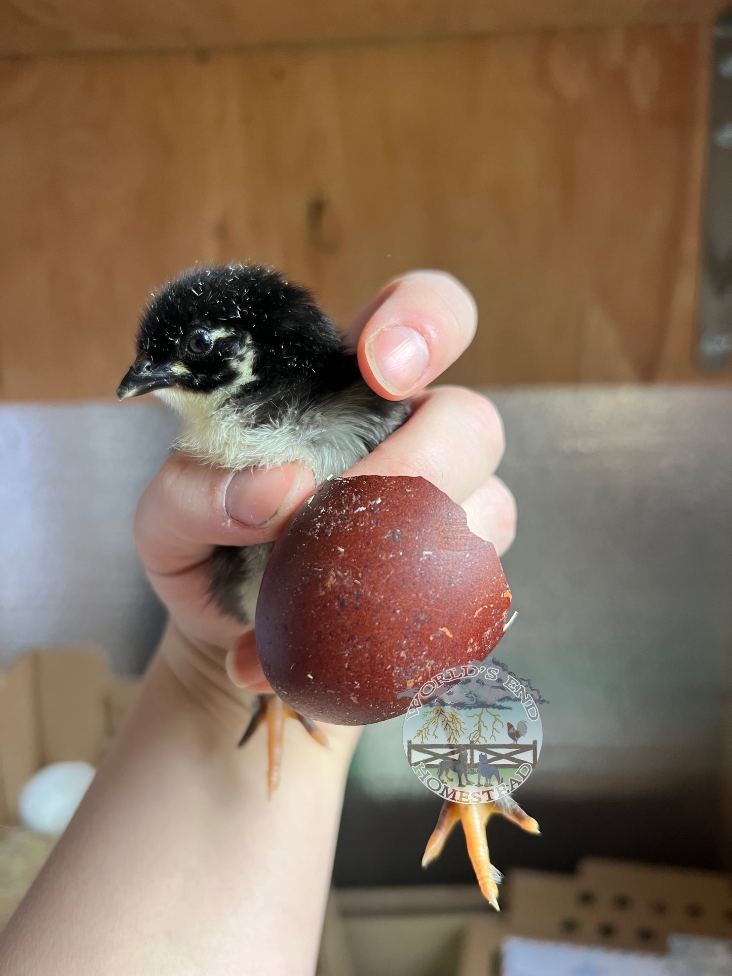 Black Copper Marans