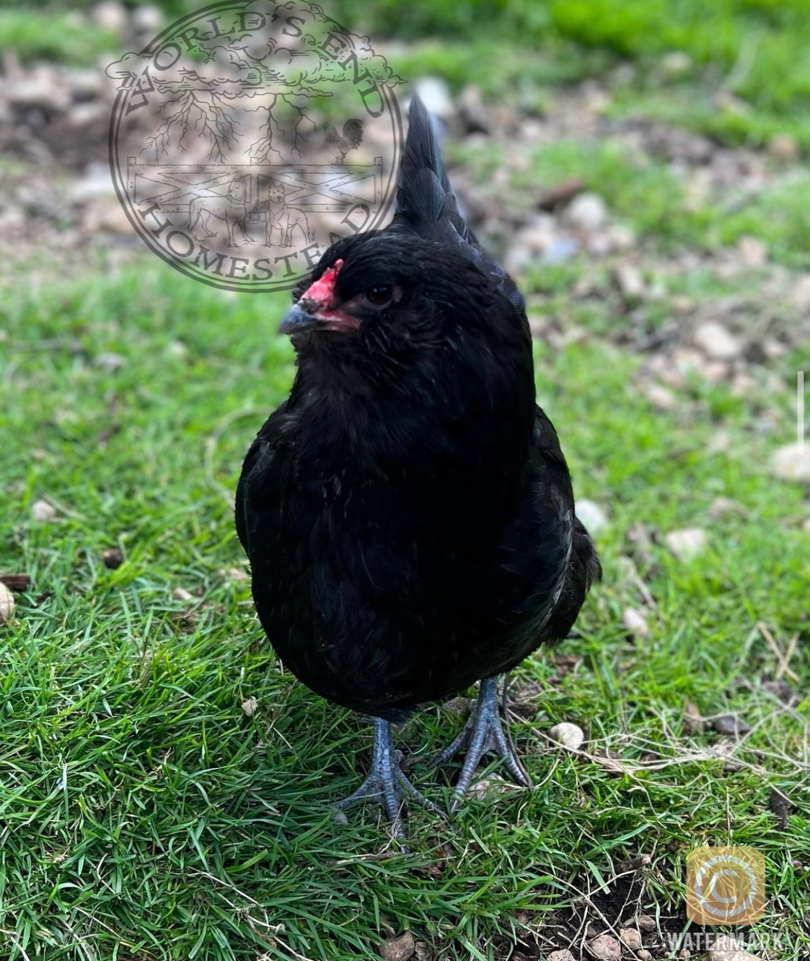 Ermine Ameraucana